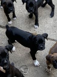 Reverse Sealed and brindle flashy Boxer puppies