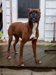 Boxer for sale
