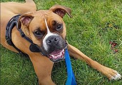Rehoming our Boxer