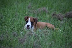 Beautiful Boxer puppies in need of Furever Home