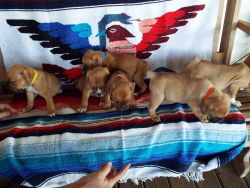 Boxer/Bulldog puppies for sale