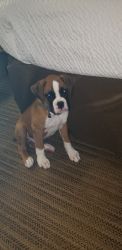 11 week pure breed boxer