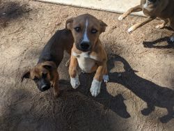 3 Female Boxer/Husky mixed puppies