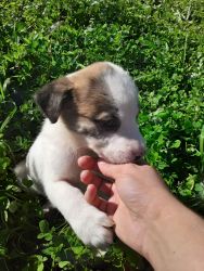 Boxer Great Pyrenees Mix Puppies