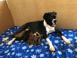 Pure bred AKC registered boxer puppies seals and fawns males and femal