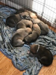 Boxsky Puppies (Boxer/Husky)