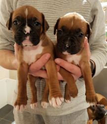 Boxer Puppies