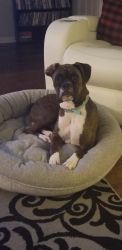 Boxer needs a forever home!!