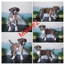Boxer pups AKC registered, papers with each pup and shots are current.