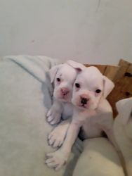 Boxer puppys for sale