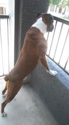 Full breed boxer male