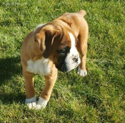 Well Socialized Boxer For Sale.