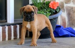 Healthy Puppies of Boxer Available for Sale