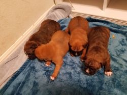 Boxer puppies available. 2 female and 2 male.