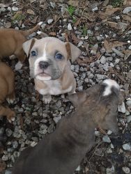 American Boxer puppies
