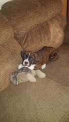 Bouncing baby boxer