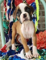 Meet our stunning Boxer puppies for sale.