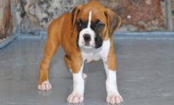 Well Socialized Boxer Puppies For Sale.