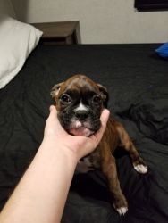 10 week old full blooded AKC papered Boxer