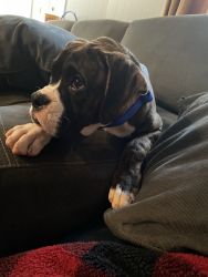 2 boxers that need a home asap