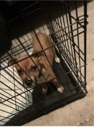 Seeking puppy a new home (Friday is her last day before pound )