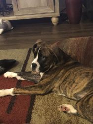 Selling My Boxer