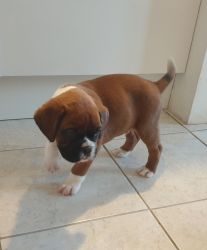 Boxer Puppies - Kc Registered