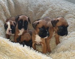 Akc Boxer Puppies