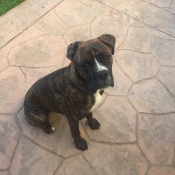 BRINDLE BOXER PUPPY FOR SALE!!