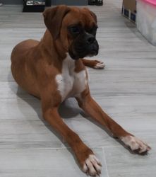 Selling my boxer dog