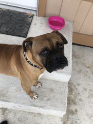 3 year old male boxer for sale