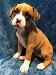 Cute Boxer Puppy Ready now