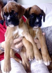 Quality Bob Tail And Long Tail Boxer Puppies