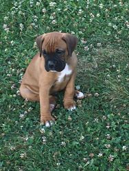 ACA boxer puppies for sale