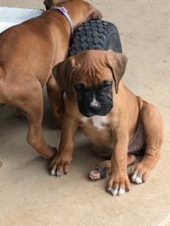 ACA boxer pups for sale