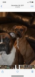 Boxer Dogs for Sale (BUNDLE DEAL)