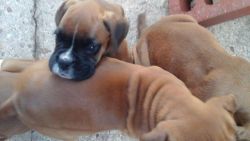 Boxer puppies available for sale