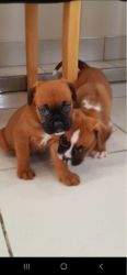 Boxer Puppy for adoption
