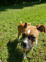 Female boxer puppy for sale AKC All shots up-to-date