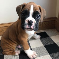 Energetic and affectionate Boxer Puppies.