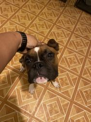 Boxer dog for sell