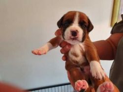 Stunning Kc Registered Boxer Puppies For Sale
