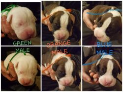 New Full Blooded Boxer Puppies