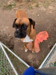 Looking for a loving and caring owner for my Boxer