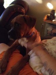 4 months old full blooded male boxer