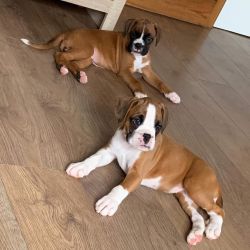 Boxers Pups Ready To Go
