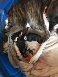 Boxer puppies have arrived!!