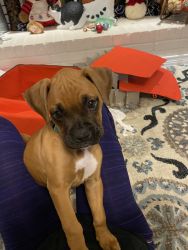 Boxer puppy (12 week)