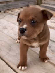 Boxer / German shepherd pups