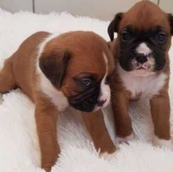 Adorable boxer puppies available